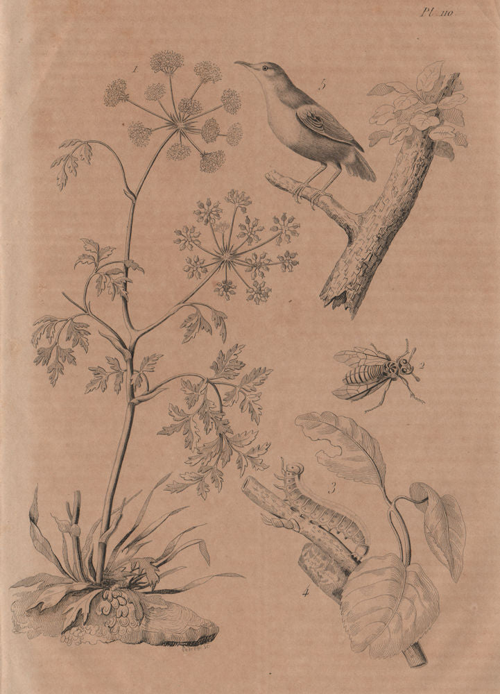 PLANTS. Ciguë (Hemlock). Cimbex (Sawfly). Cincle (European Dipper) 1834 print